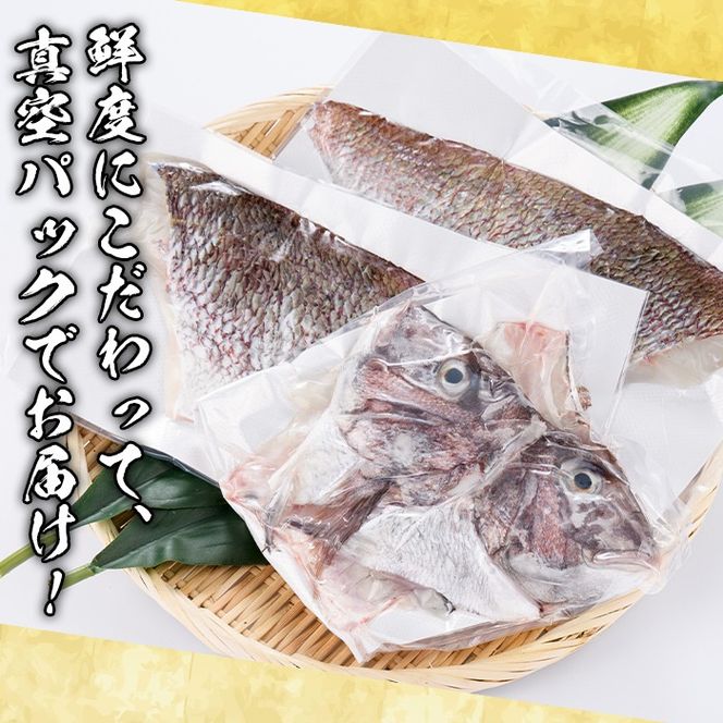 鮮度抜群！養殖真鯛(1尾分・約1.5kg) 鯛 真鯛 魚貝 魚介 海産物 刺身 焼き魚 煮つけ 真空パック【さるがく水産】akn028-08