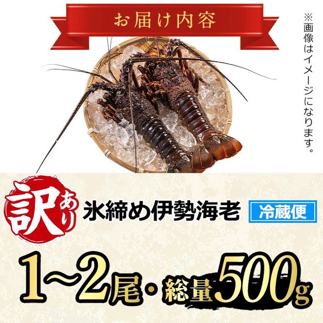 【0173208a】＜訳あり＞朝獲れ発送！鮮魚問屋が厳選した氷締め伊勢海老(1～2尾・総量500g以上) 伊勢エビ 伊勢えび 刺身 さしみ えび 海老 魚介類 海鮮 刺身 塩焼き 訳あり 訳アリ 【江川商店】