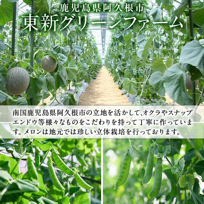 ＜先行予約受付中！2027年1月上旬以降順次発送予定＞ 期間限定！スナップえんどう (計1.5kg) 国産 鹿児島県産 ハウス栽培 野菜 豆 スナックエンドウ 【東新グリーンファーム合同会社】akn062-02
