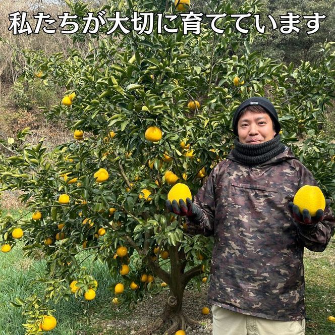 【先行予約】河内晩柑 ばんかん 約 10kg 家庭 柑橘 かんきつ フルーツ 果物 くだもの すぐ届く 早い 甘い さっぱり  厳選 愛媛 みかん 蜜柑 愛南 ご当地 ブランド 野菜 サラダ ピール ゼリー お菓子 デザート マルエム直販 愛媛県 愛南町