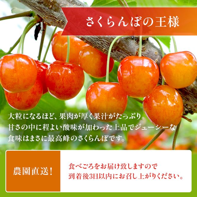 [先行受付] さくらんぼ  佐藤錦 さくらんぼ Lサイズ以上 300g（300g×1パック） 化粧箱入  サクランボ チェリー フルーツ 果物 果物類 ギフト 贈答品 北海道 仁木町 仁木 [小林信幸]