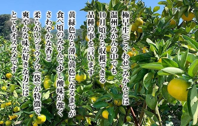 小玉みかん 極早生 箱込 5kg (内容量約 4.4kg) 3S～Sサイズ混合 秀品 優品 混合 有田みかん 和歌山県産 【みかんの会】［2026年10月上旬頃より順次発送予定］ AX224