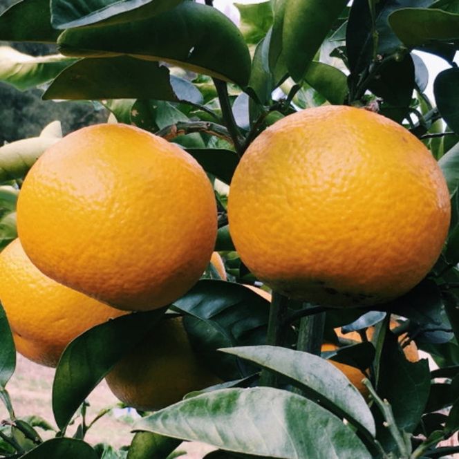 【先行予約】和歌山有田産 八朔 約10kg（SまたはMサイズお届け・手選果）