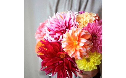 【CF-R7hbk】t182tmf　《6ヵ月定期便》 ダリア 花束 初回花瓶付 定期便 定期コース 全6回 延命剤付き ラッピング 花びん 生花 花束 ブーケ 花 お花 可愛い キレイ おしゃれ 供花 お供え ギフト プレゼント