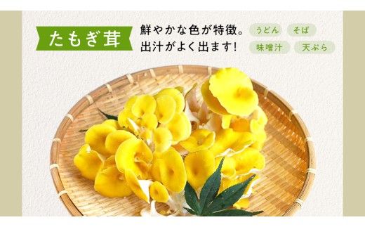 【 3ヶ月連続定期便 】きのこ の詰め合わせ Mサイズ ( 約1.5kg ) （茨城県共通返礼品：城里町） キノコ セット 野菜 低カロリー ダイエット デトックス バラエティ セット 新鮮 [DY006us]