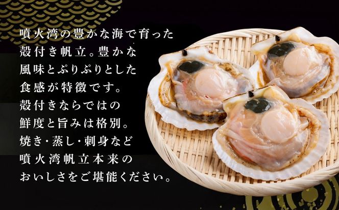 【先行予約】北海道 豊浦町 殻付き 2年貝 活ホタテ 約3kg（2026年1月から3月より順次発送） TYUP001