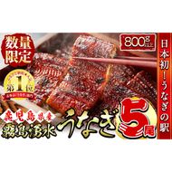 【数量限定】【お礼の品人気No1】霧島湧水鰻の蒲焼き 160g以上×5尾＜計800g以上＞ c0-103