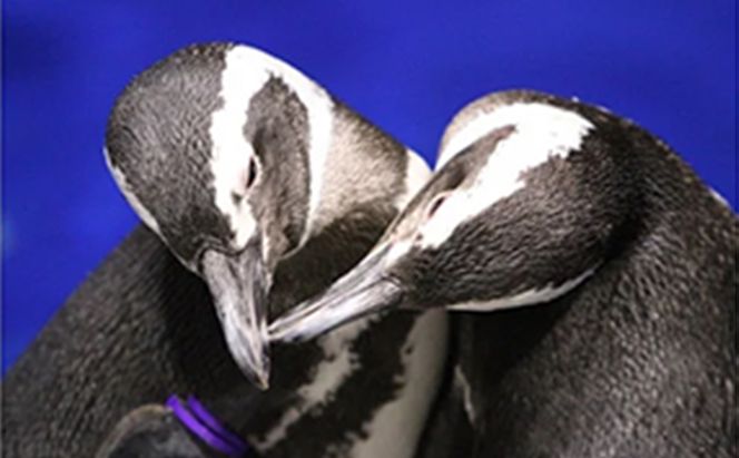 チケット 東京 すみだ水族館 年間パスポート引換券 大人2名  ペアチケット 入場券 優待券 年パス 旅行 SKYTREE 