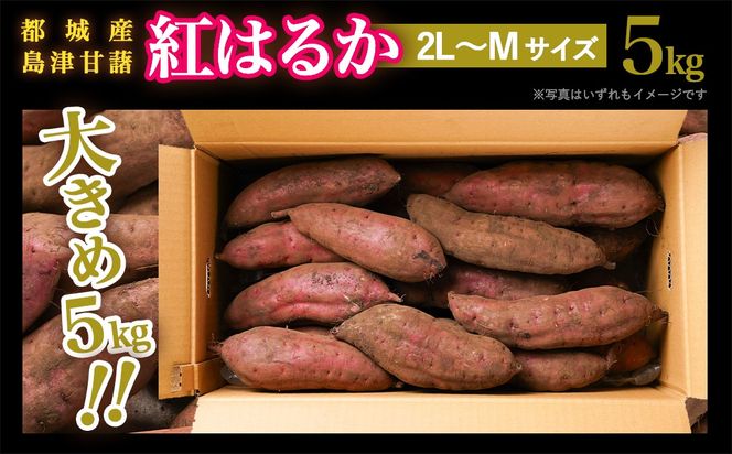 島津甘藷　熟成紅はるか 5kg(2L～M)_LE-A701