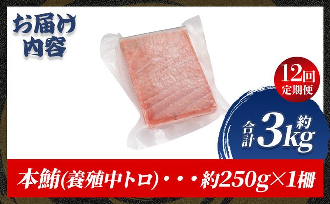 中トロ 定期便 12回 約250g 1冊 養殖 本マグロ 合計3kg - 鮪 まぐろ 中とろ 寿司 刺身 さしみ 海鮮丼 漬け丼 カルパッチョ おつまみ 新鮮 海産物 魚介 海の幸 オオジ 高知県 香南市 Woo-0030