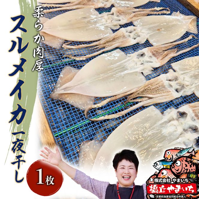 柔らか肉厚の スルメイカ 一夜干し 1枚[ 国産 干物 肴 つまみ イカ ] myz02 myz11 myz17