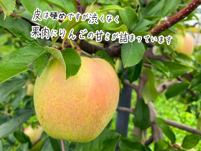 りんご 訳あり 青森 きみと リンゴ 約 5kg （10～16玉） 青森県 鰺ヶ沢町産 ヒバリノ園 フルーツ 果物 林檎 青森県産 ※オンライン決済のみ 