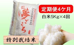 定期便 4カ月【 令和8年産 】毎月  白米 5kg【 夢ごこち 】