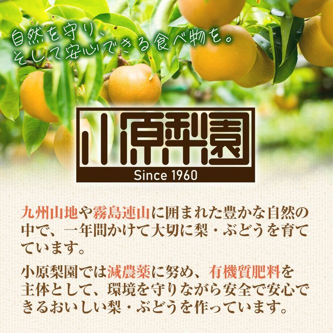 【産直もぎたて】里山のもぎたて新興梨 3㎏（国産 フルーツ 果物 くだもの 梨 ナシ 新興 旬 限定）