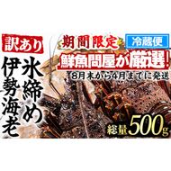 【0173208a】＜訳あり＞朝獲れ発送！鮮魚問屋が厳選した氷締め伊勢海老(1～2尾・総量500g以上) 伊勢エビ 伊勢えび 刺身 さしみ えび 海老 魚介類 海鮮 刺身 塩焼き 訳あり 訳アリ 【江川商店】