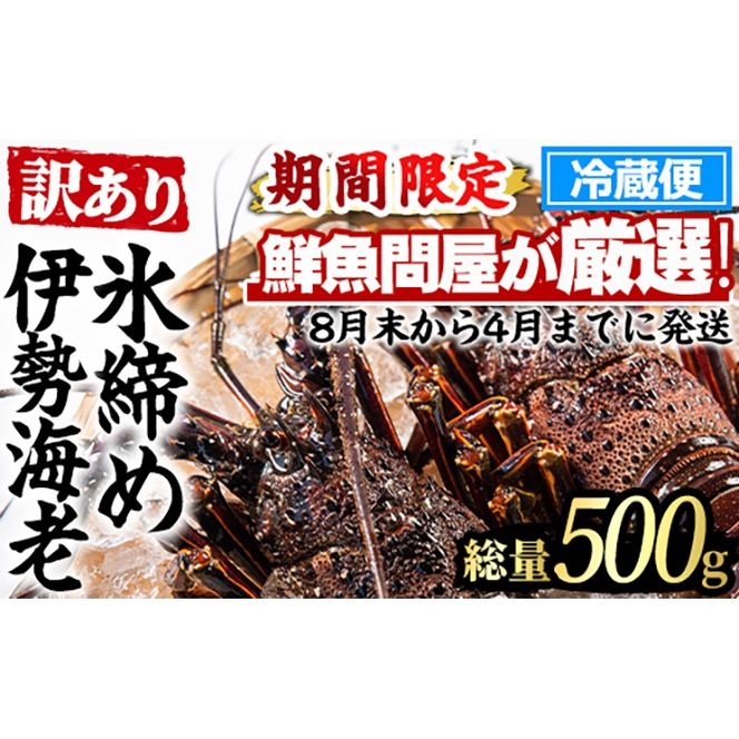 【0173208a】＜訳あり＞朝獲れ発送！鮮魚問屋が厳選した氷締め伊勢海老(1～2尾・総量500g以上) 伊勢エビ 伊勢えび 刺身 さしみ えび 海老 魚介類 海鮮 刺身 塩焼き 訳あり 訳アリ 【江川商店】
