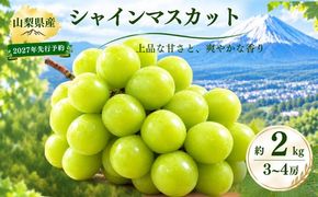 【2027年 先行予約】山梨県産　シャインマスカット 約2kg (3房～4房)　FB004|シャイン シャインマスカット ぶどう 葡萄 ブドウ フルーツ 果物 新鮮