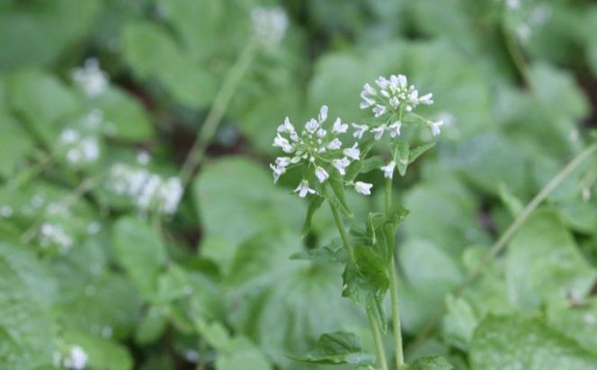 【幻の山菜】「花わさび」しょうゆ漬け 85g×3個セット 醤油漬け 山葵 ワサビ 漬物 詰め合わせ 新潟 