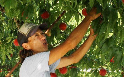 川中島白桃 約3kg 7～12玉 ［おぶせファーマーズ］桃 もも モモ フルーツ 果物 クール便 冷蔵便 長野県産 信州産 期間限定 数量限定 先行予約 2026 令和8年産【2026年8月中旬～下旬発送】