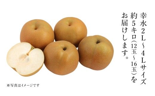 茨城県産 梨 幸水 サイズ おまかせ （2L～ 4L ） 5kg（ 12～16玉 ）【2026年8月中旬発送開始】 (茨城県共通返礼品：大子町) 梨 なし ナシ 果物 くだもの 季節 フルーツ デザート 旬果