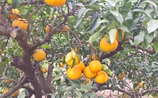 【先行受付】特別栽培不知火 3kg サイズミックス 不知火 しらぬい  柑橘 果物 みかん フルーツ デザート【2026年3月上旬から4月上旬発送予定】