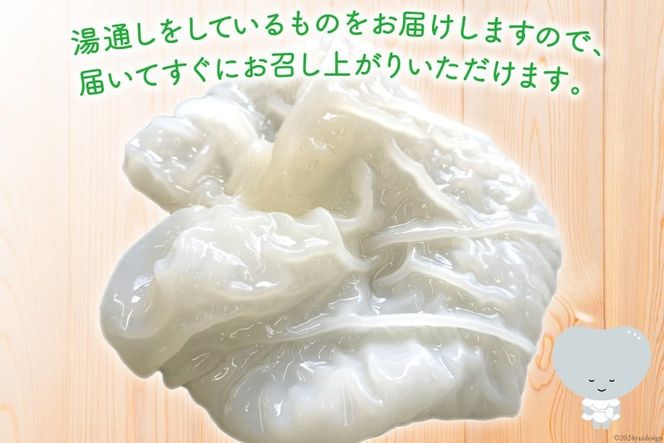 【期間限定発送】きのこ 白 生きくらげ 100g×3袋 [きくらげ堂 日向店 宮崎県 日向市 452060820] キクラゲ 木耳 食物繊維 無添加 きのこ 冷蔵