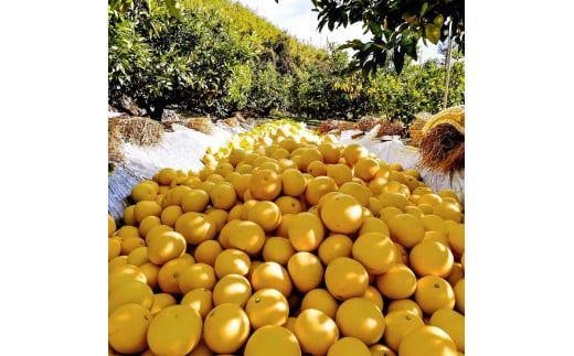 マルツジ果樹園の土佐文旦 家庭用(特大) 約1.5kg 1.5キロ 4Lサイズ 2個入り ぶんたん ブンタン フルーツ 柑橘 みかん 果物 くだもの 柑橘類 デザート ご自宅用 ご家庭用 お取り寄せ 国産