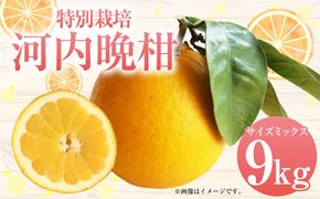 【先行受付】特別栽培河内晩柑 9kg サイズミックス 特別栽培 河内晩柑 柑橘 晩柑 ばんかん バンカン フルーツ 果物 果実 九州産 熊本県産【2027年4月上旬～7月上旬発送予定】