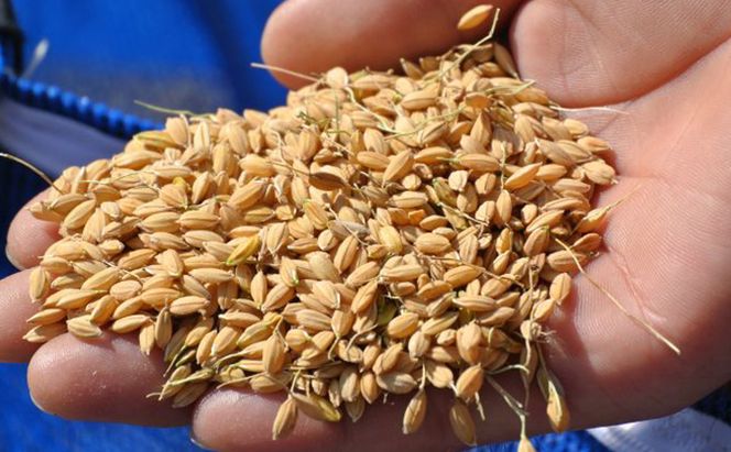 幻のお米ハツシモ 4.5kg 精米 白米 農薬 化学肥料不使用 甘み 型くずれしにくい 冷めてもおいしい お弁当 おにぎり 