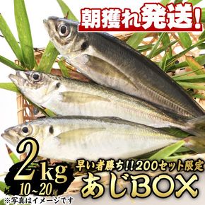 【0193206a】＜数量限定＞鮮度が命！鮮魚問屋が厳選した『早い者勝ち！！200個限定あじBOX』(10～20尾・総量2kg) アジ 鯵 魚 魚介類 鮮魚 海鮮 煮つけ 塩焼き フライ【江川商店】