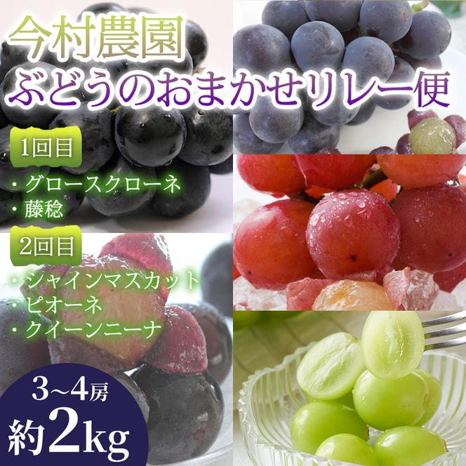 【ぶどうのおまかせリレー便】(各3～4房(約2kg))(1回目) グロースクローネ・藤稔(2回目)シャインマスカット・ピオーネ・クイーンニーナ