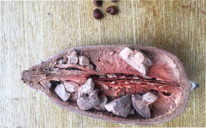 バオバブの苗 糸島市 / バオバブ・サンライズ 植物 苗[AJR001]