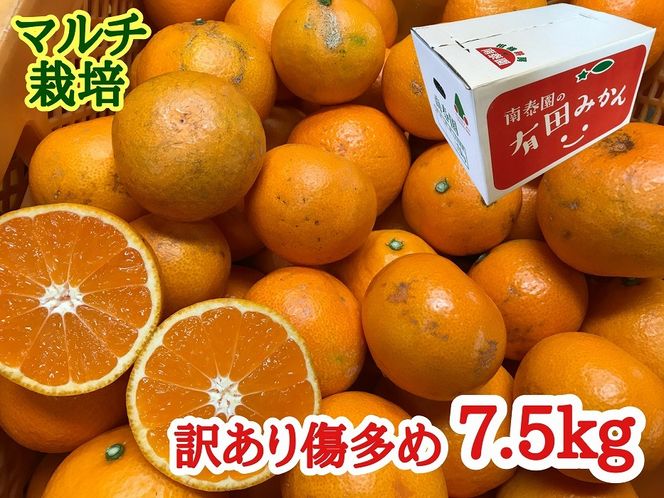 訳あり 傷多め マルチ栽培 有田 みかん 7.5kg L ～ SS サイズおまかせ 南泰園 BS678