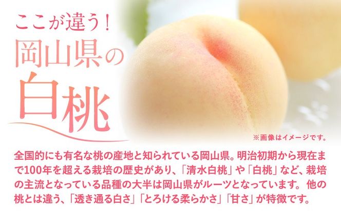 フルーツ 厳選 晴れの国定期便 シャインマスカット 白桃 米 無洗米 2回 3回 お届け 定期便 《ページ内記載の時期に発送》 果物 マスカット 桃 岡山県 笠岡市---kasaoka_zsytei_356_ume2---