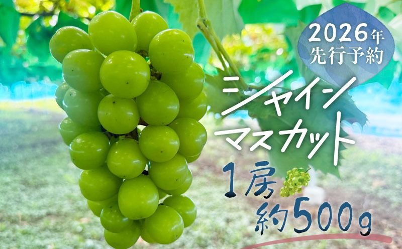 [ふるさと納税][2026年先行予約]山梨県産 シャインマスカット 1房(約500g)|大粒 高糖度 種なし 甘い ぶどう 葡萄 フルーツ 果物 産地直送 贈答用 送料無料