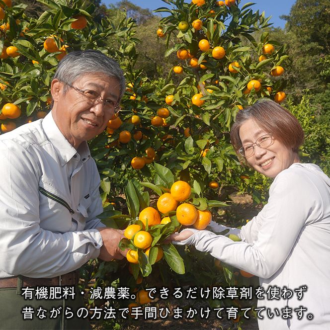 片山農園の淡路島産新甘夏2.5kgとキウイ2.0kg【サイズいろいろS～2Lサイズ】