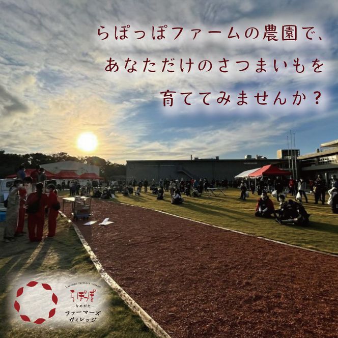 【早割B1プラン】2026年度おいも株オーナー制度 1口｜さつまいも 芋 サツマイモ お芋 おいも株 株 オーナー いばらきゴールド 米 お米 らぽっぽファーム 体験 農園 茨城県 行方市(CQ-6-1)