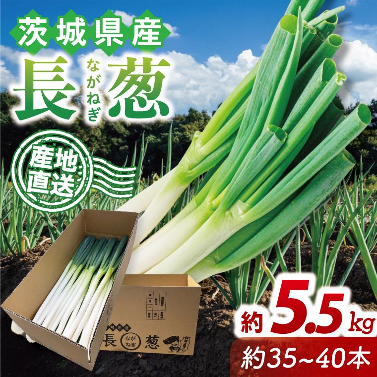河野農園 新鮮 長ねぎ 約5.5kg|ねぎ 野菜 茨城県 行方市(HW-2)