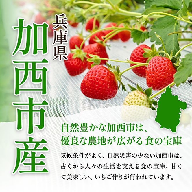 【令和8年産】 かぐや農園の極甘 いちご 大粒 15粒 果物 フルーツ 果実 高設栽培方式 紅ほっぺ かおり野 ロマンベリー お楽しみ