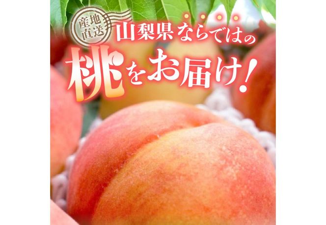 【2026年発送】 山梨の朝どれ桃 【単品 定期便 が選べる】 もも 山梨県産桃 果物 くだもの 果物 フルーツ 山梨 富士吉田