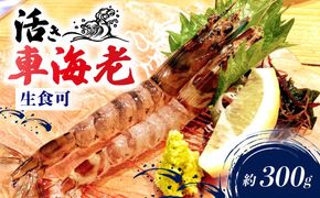 先行予約 活車海老 約300g 指定日必須 クルマエビ