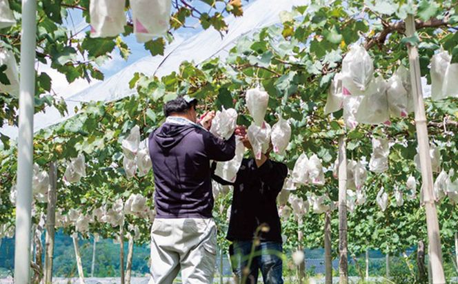 厳選 ニューピオーネ 2房 合計1.0kg以上 産地直送 朝採れ ぶどう 葡萄 Kawahara Green Farm 岡山県産 2026年 先行予約