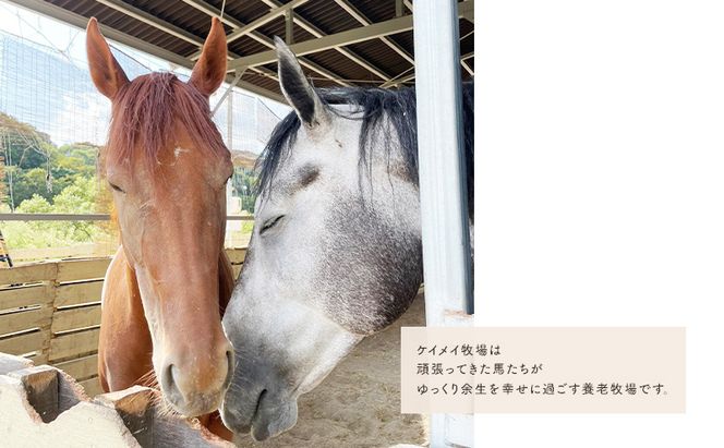 張子の馬 トントントントロ 通常バージョン 馬 うま 置物 インテリア 張子 張り子 干支 手造り オリジナル