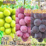 ぶどう 2026年 先行予約 農家こだわりのシャインマスカット＆お任せ2品種  3房合計約1.2kg ブドウ 葡萄 岡山県産 国産 フルーツ 果物 ギフト 【 Nini farm 農家 直送 】
