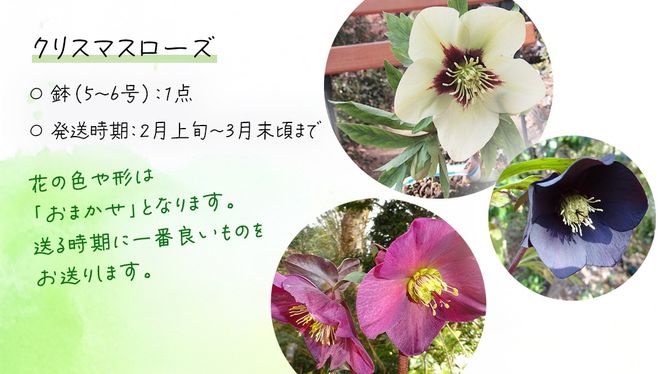 《 先行予約 》【 確実園 オリジナル 】 クリスマスローズ （ おまかせ 1点 ） ガーデニング 花 はな フラワー 鉢 鉢植え [BG001us]