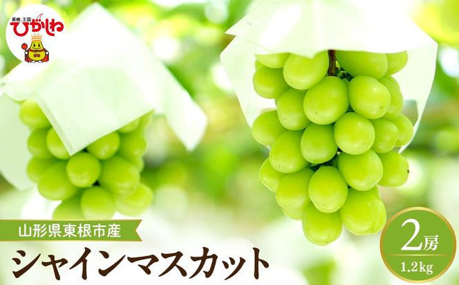 【2026年産】 シャインマスカット 約1.2kg (2房入) 山形県 東根市 hi026-054