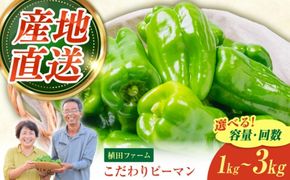 【全6回定期便】高知県産 植田ファームのこだわりピーマン 1kg〈2026年10月1日～2027年6月下旬〉 ピーマン 甘い 新鮮野菜 サラダ 野菜 おかず 詰め合わせ 絶品 お取り寄せ 美味しい 料理 おうちごはん 新鮮 高知県 土佐市【株式会社植田ファーム】[BQAT025]