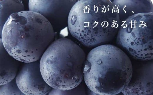 長野県産 種無し巨峰 約1.2kg 約1.8kg 約3kg 選べる内容量 ［小布施屋］ 果物 フルーツ ぶどう 葡萄  種無し 種なし 令和8年産【2026年9月上旬～10月発送】