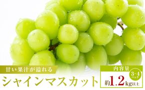 【小分けパック入り】パクパク食べれる・シャインマスカットパック　約1.2kg以上 372013_T006-812J