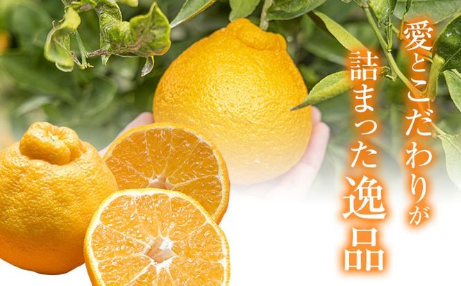 不知火 福岡農園 不知火 3.5kg 贈答用《1月上旬-1月末頃出荷》熊本県 氷川町 柑橘 果物 フルーツ shiranui しらぬい 柑橘 旬 フルーツ 熊本県産 みかん---hkw_lcl_570_3500g---